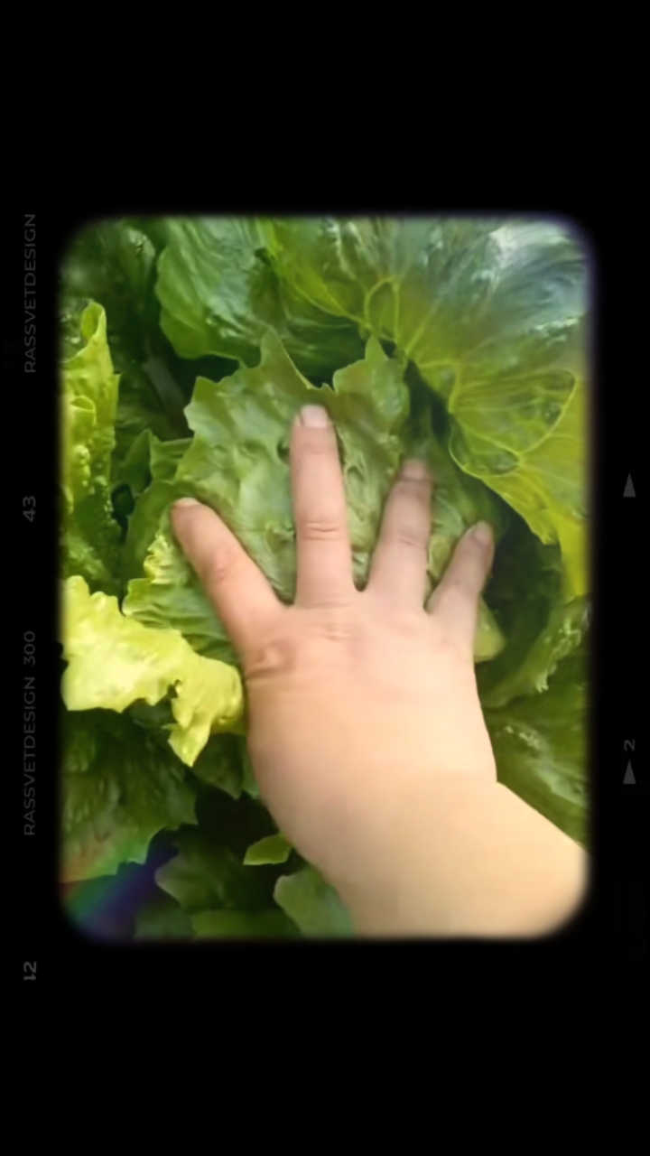新鲜球生菜