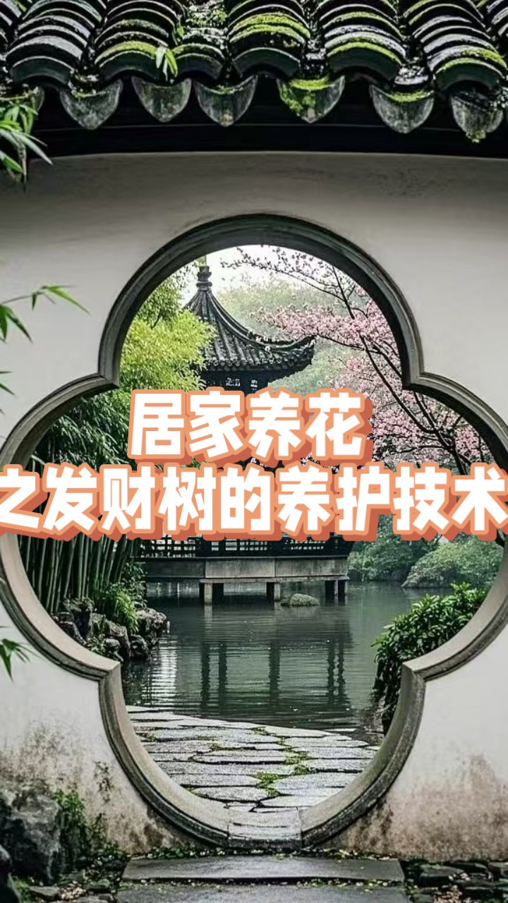 发财树养护3大关键点揭秘