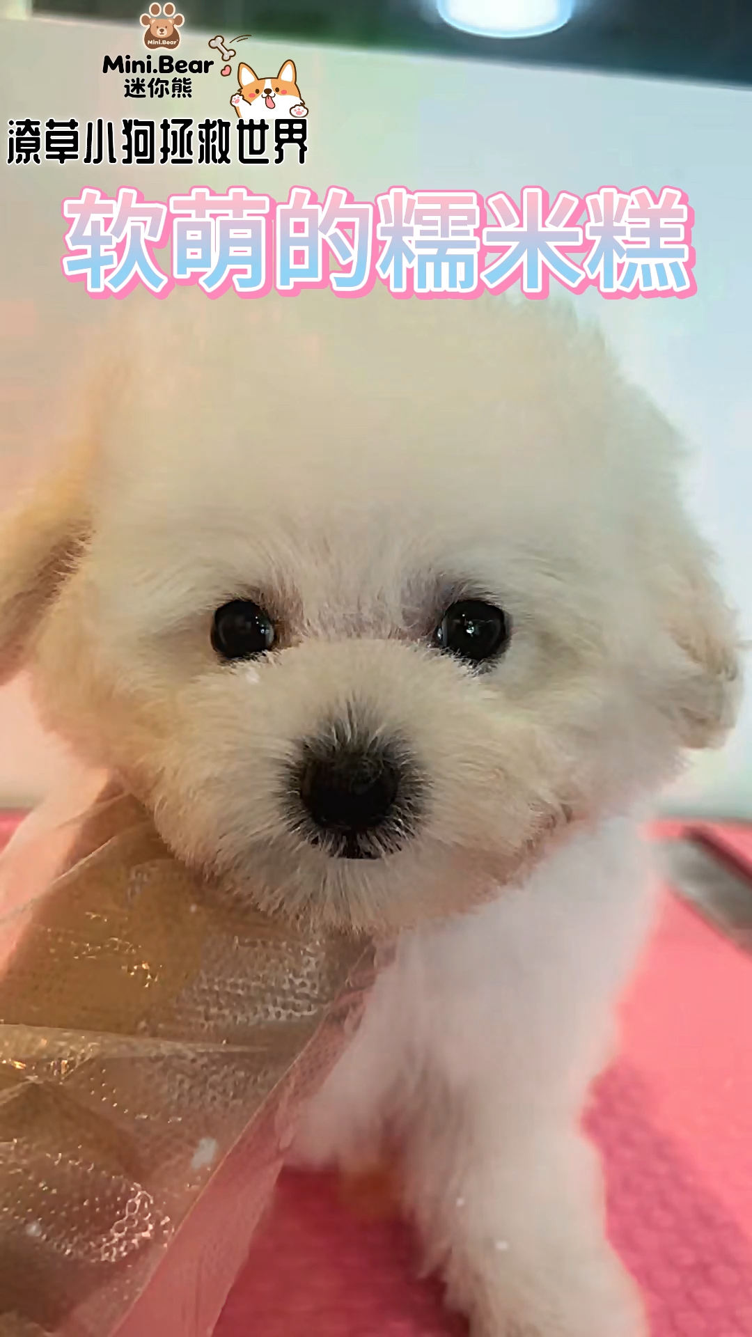 有一只小狗会得到不少快乐#深圳迷你熊宠物  #狗狗