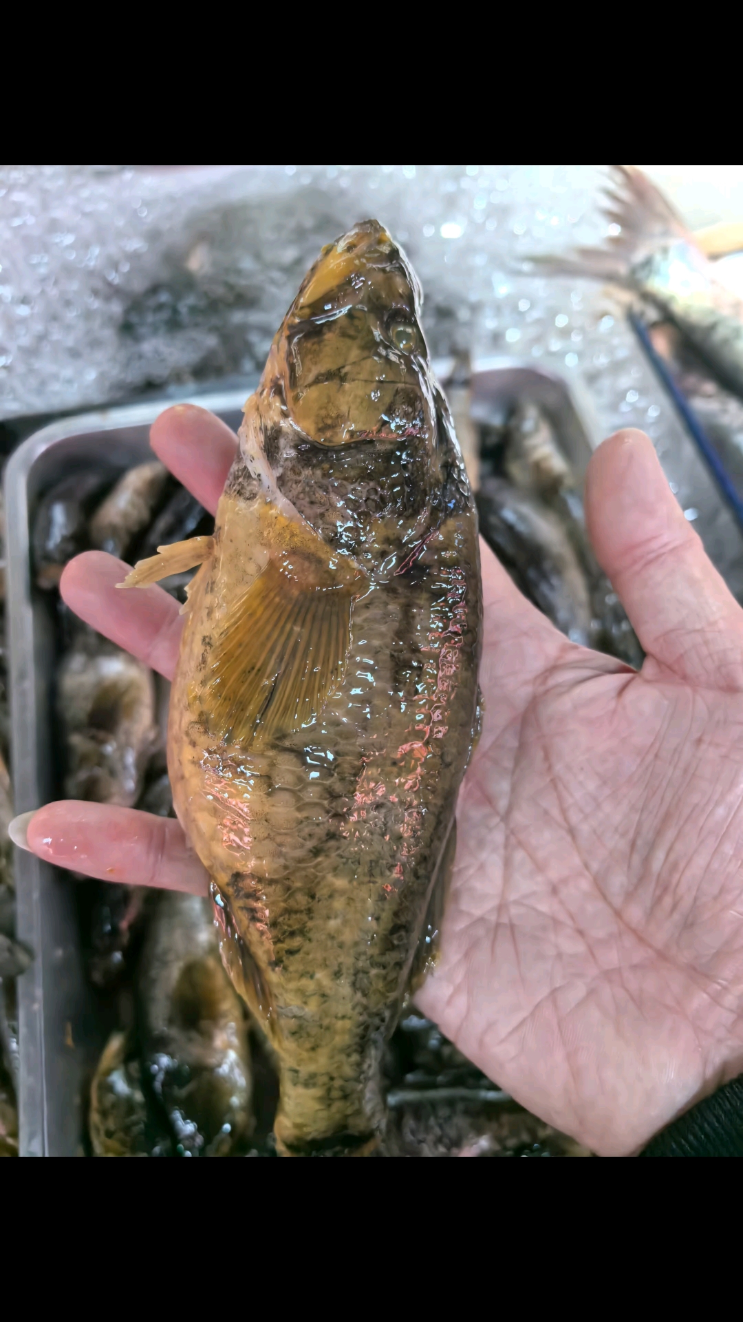 黑龙江嘉荫野生鱼