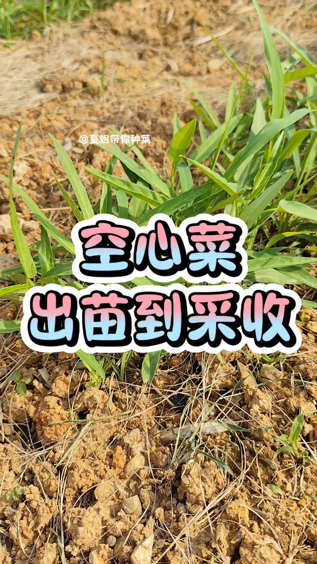 空心菜苗期管理到采收