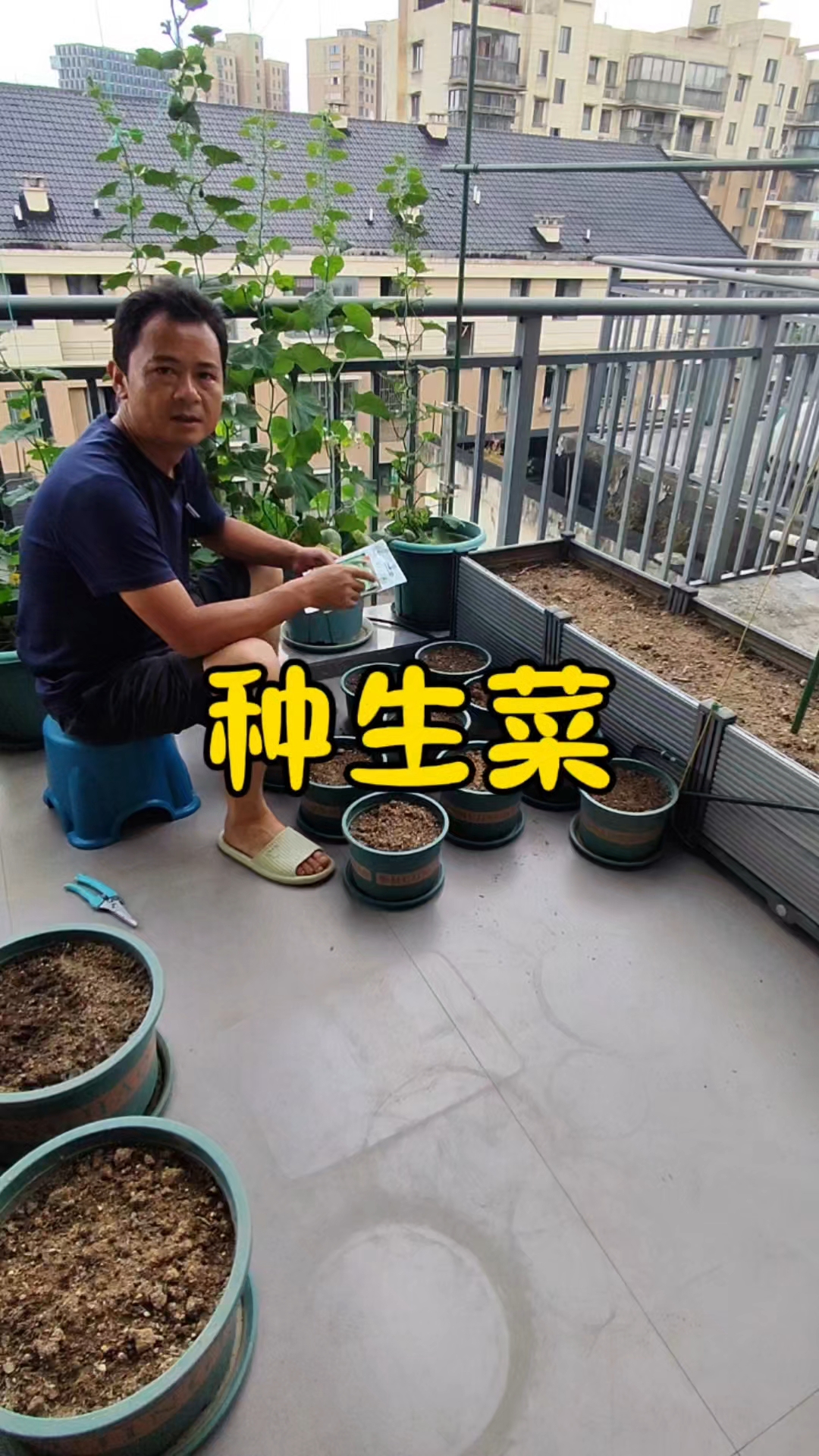 生菜什么时候种,阳台怎么种生菜?