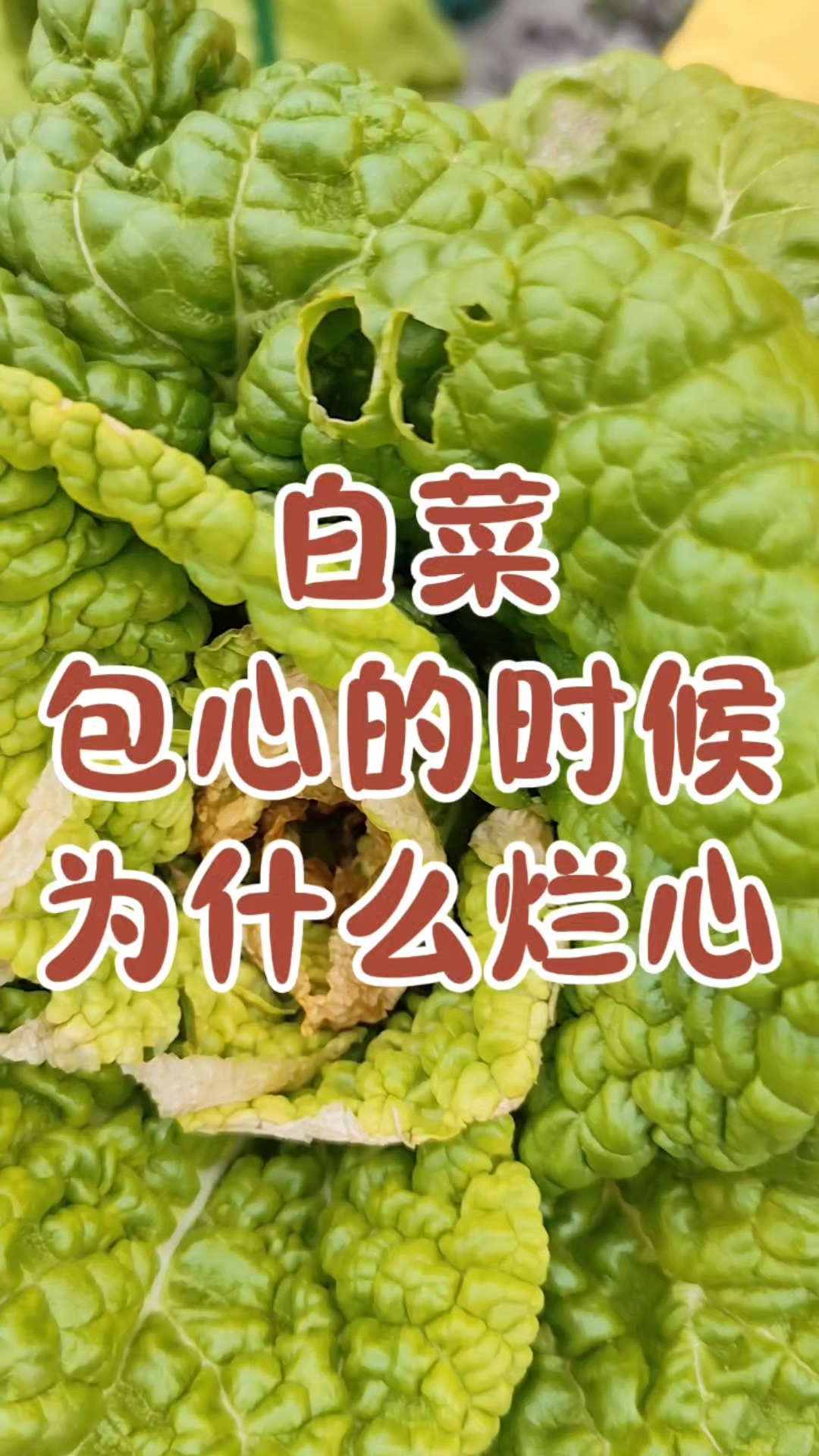 白菜包心的时候为什么会烂心?