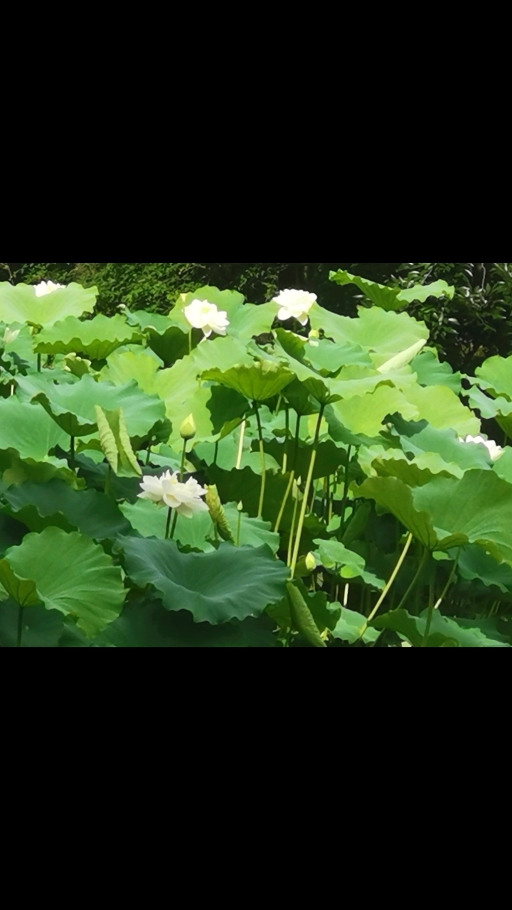 师姐的莲藕排骨汤最好喝了!