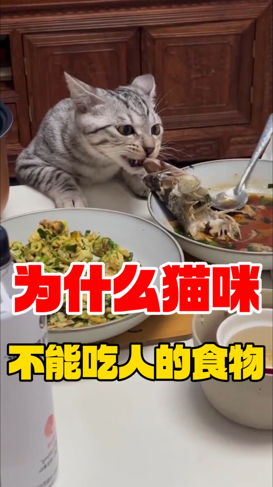 为什么猫咪不能吃人的食物