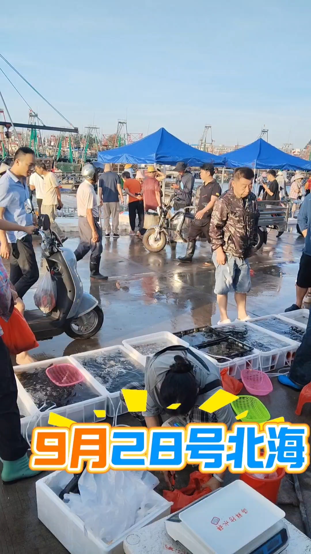 来北海想吃海鲜,可以早上5-8点到电建码头自己购买