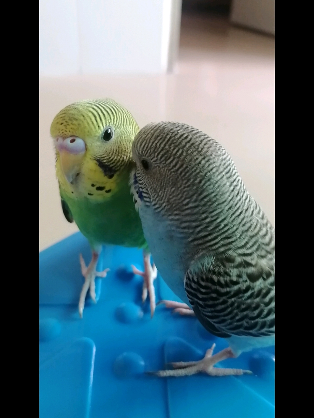 快来晒晒你的小鸡