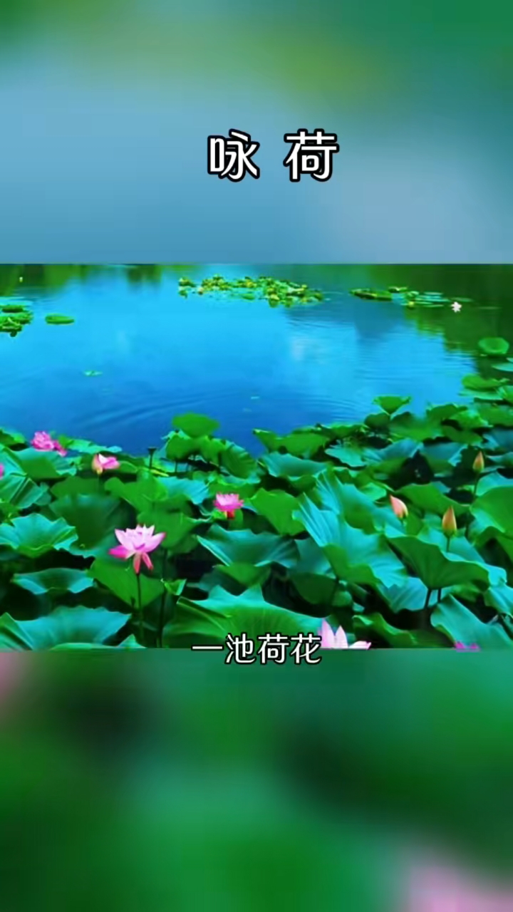 一池荷花，承载了整个夏天的美好#朗读#古诗词#荷塘美景#荷花