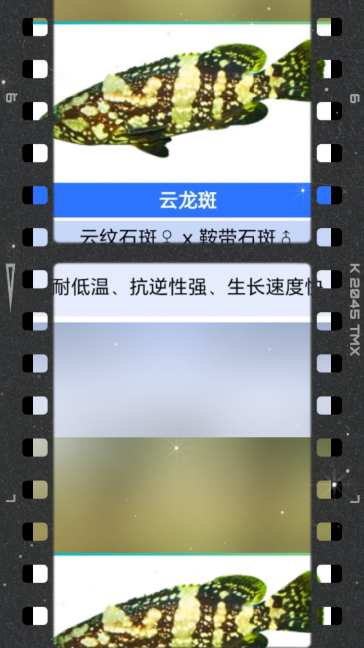 石斑鱼品种