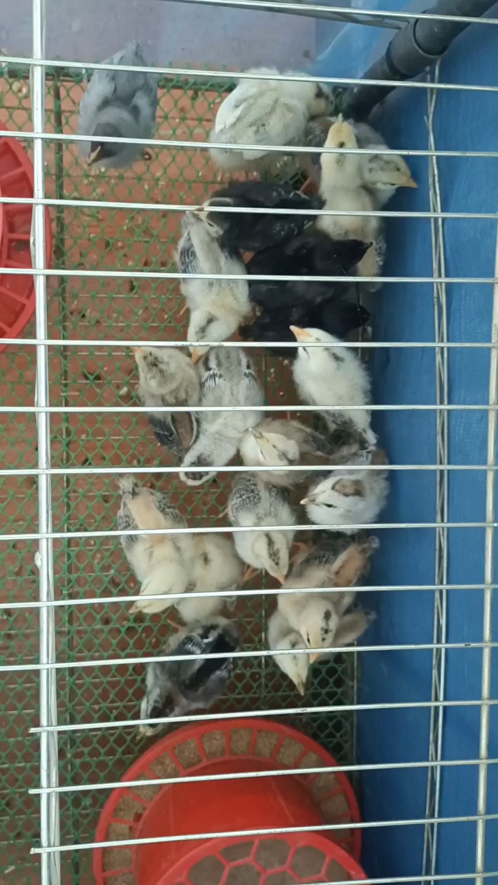 鹊山鸡和瓦灰鸡有很大的不同,鹊山鸡野性更强更灵活,颜值更高!