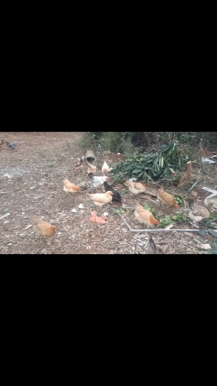 小黄母鸡又抱窝了,这次让它孵化鹊山鸡种蛋,期待第四窝孵化顺利