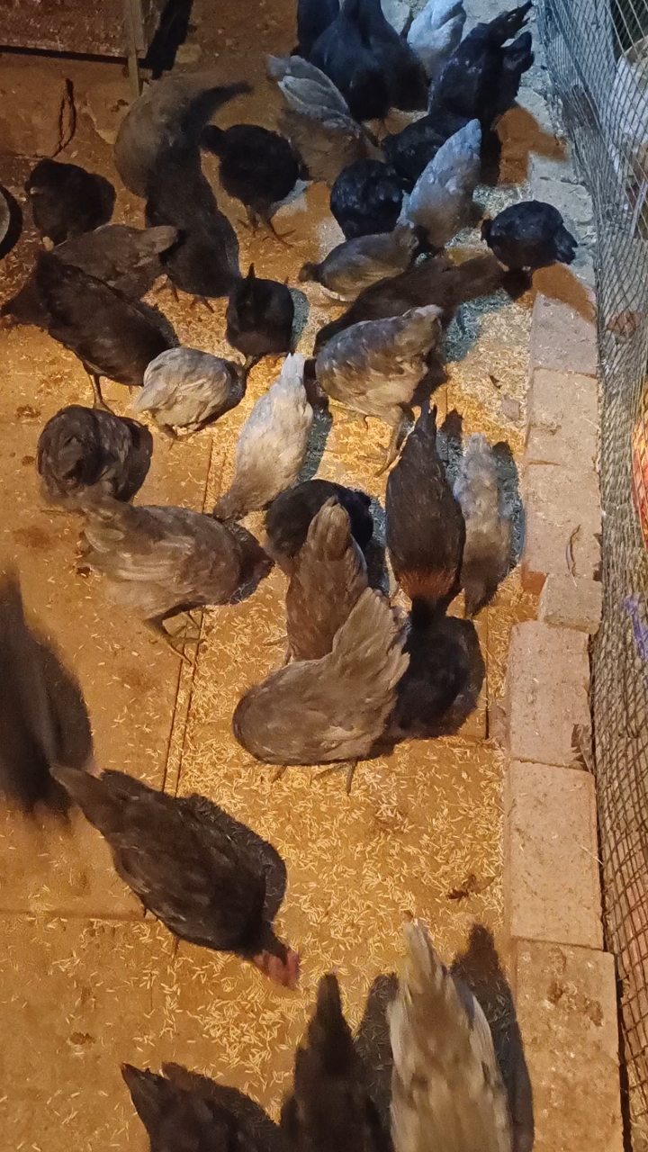 绿壳瓦灰鸡长大了,40只出壳,一只没少,全部成活,公母可分!