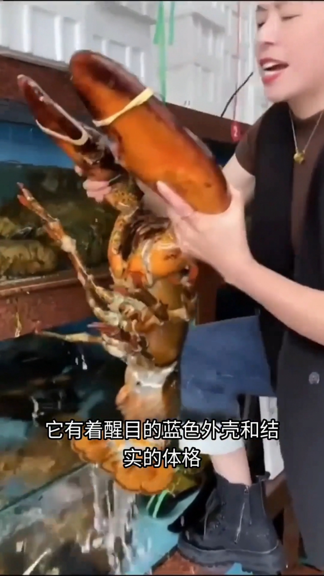 这些是世界上最大的龙虾