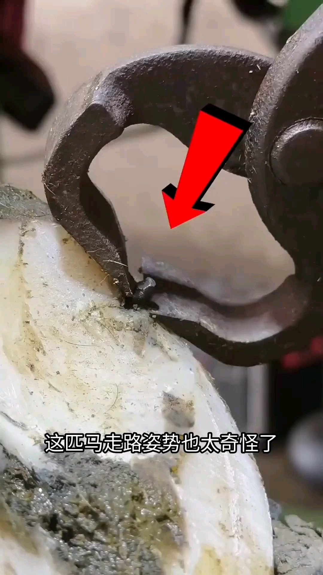 这匹马走路姿势也太奇怪了