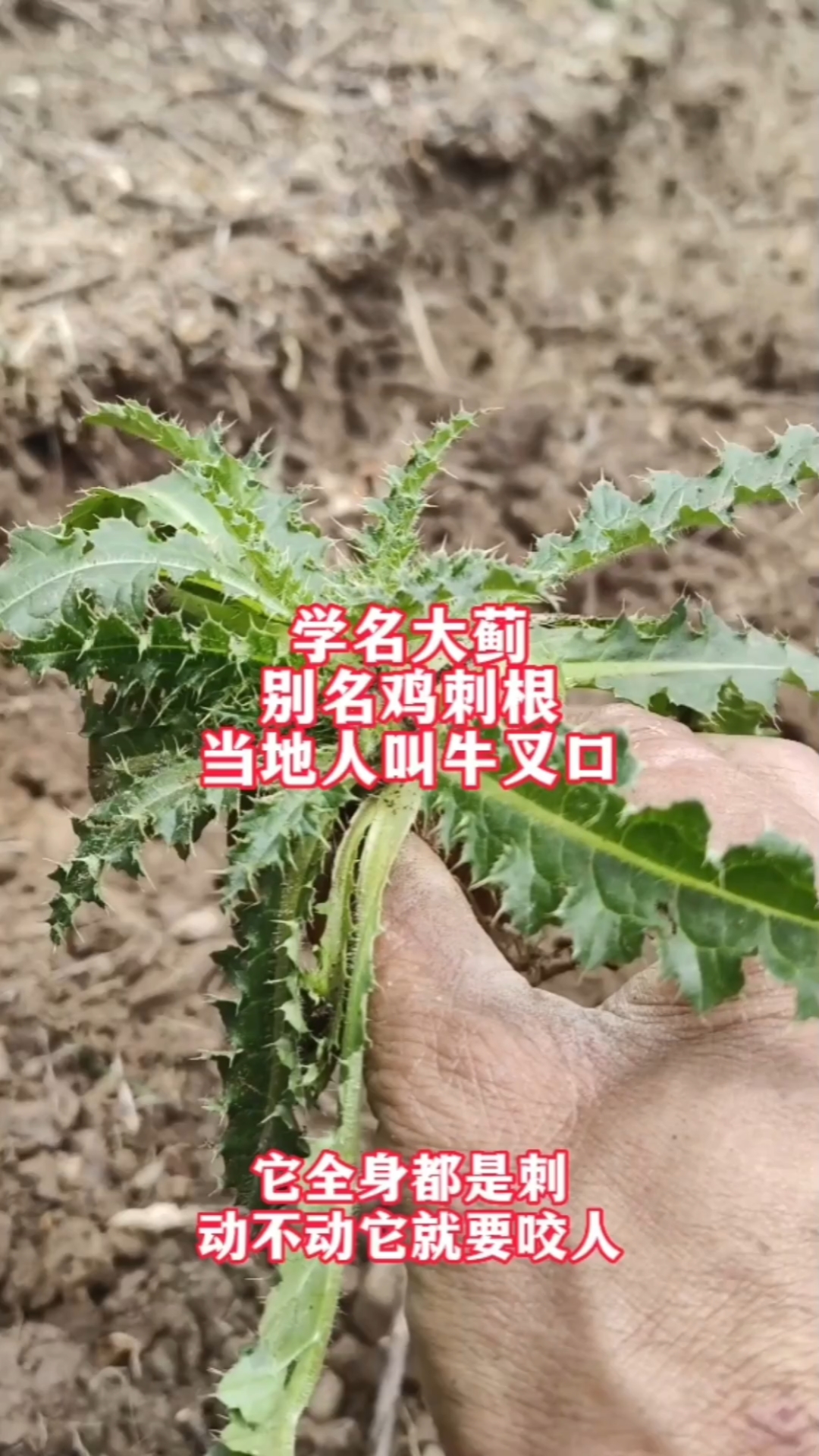 学名大蓟,别名鸡刺根,当地人叫牛叉口,你家乡有吗叫啥?