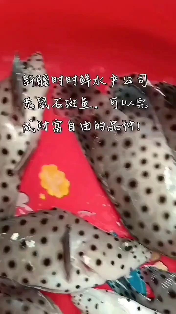 老鼠石斑鱼,可以完成财富自由的品种!#新疆时时鲜水产集团