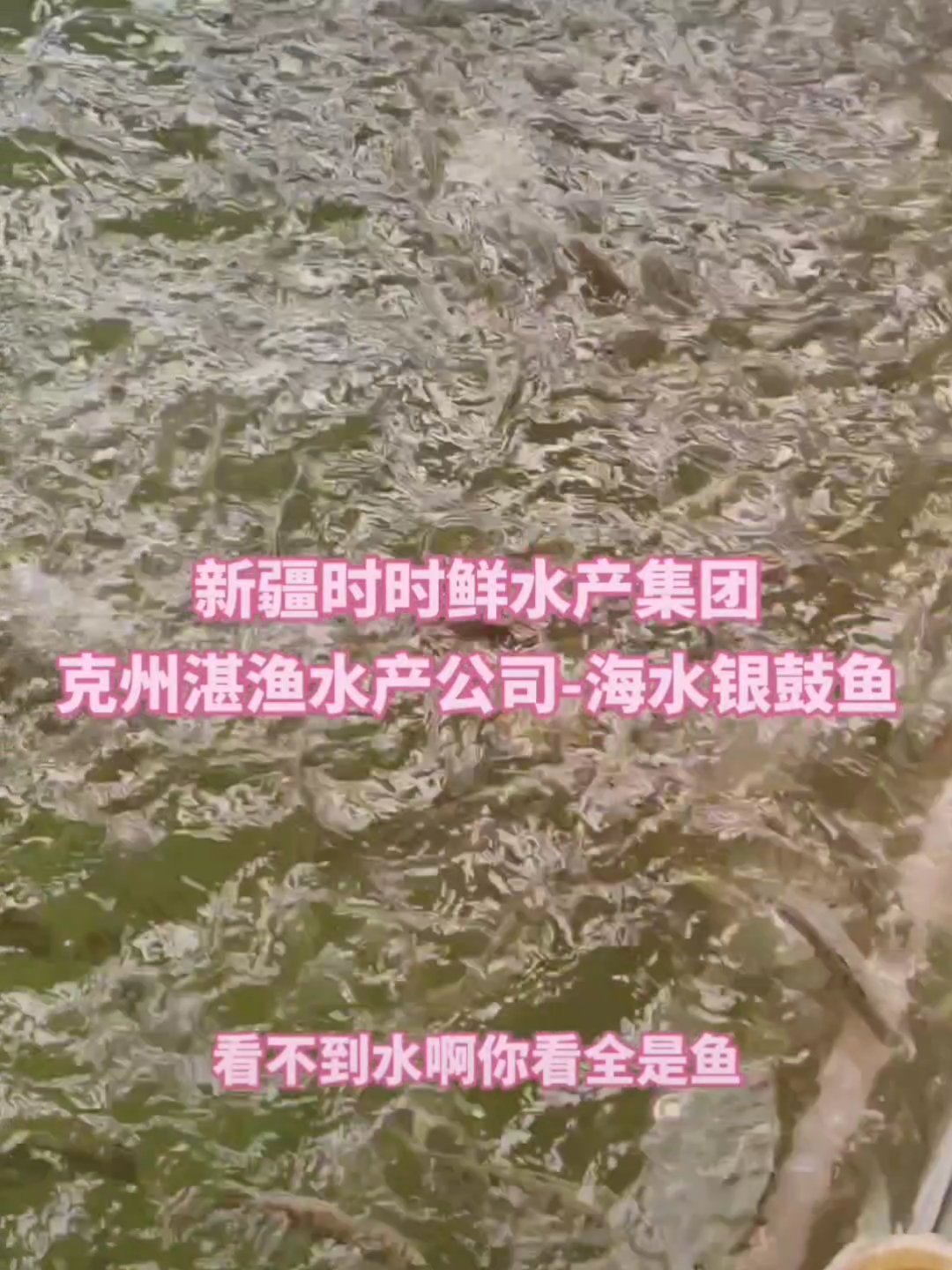 #新疆时时鲜水产集团#克州湛渔水产公司-海水银鼓鱼 