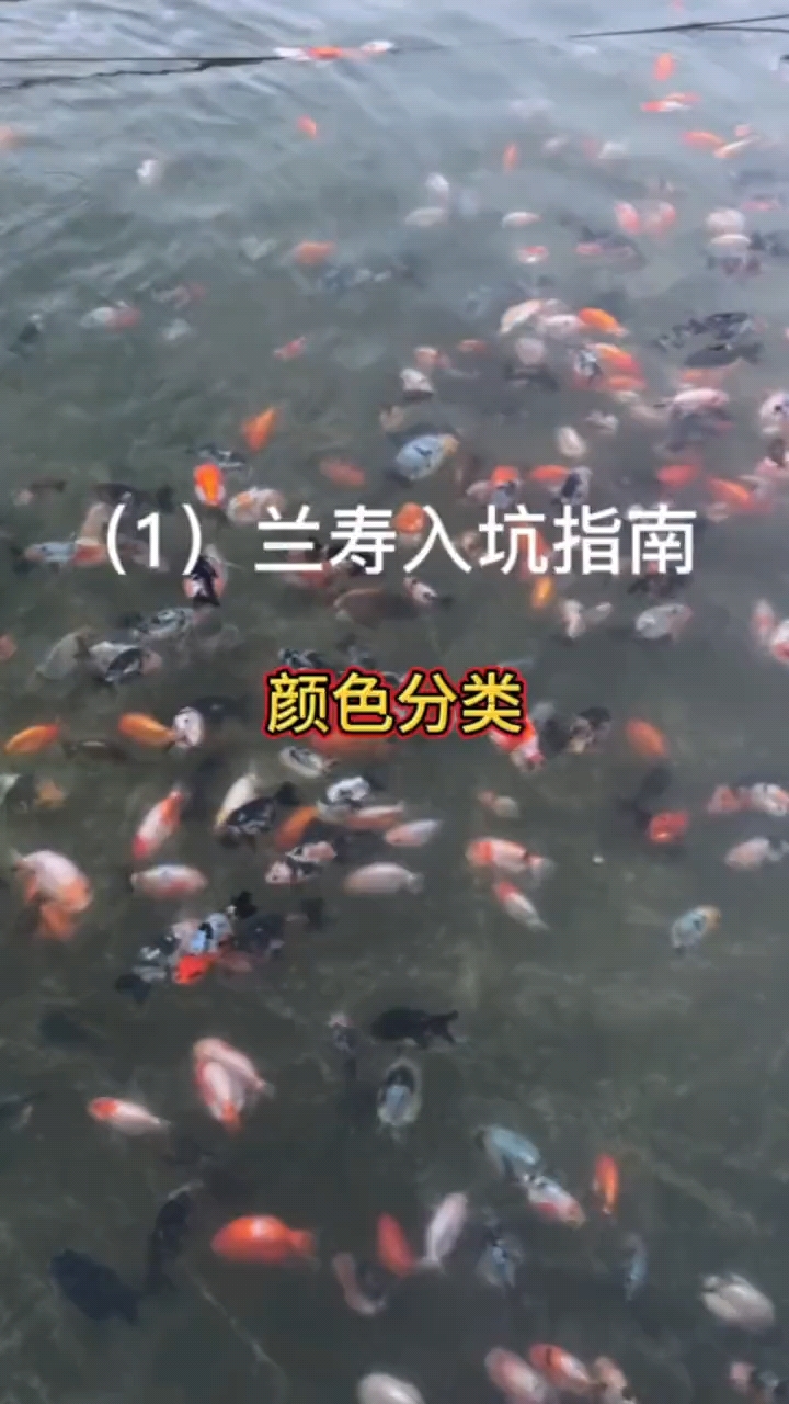 兰寿的颜色分类有哪些