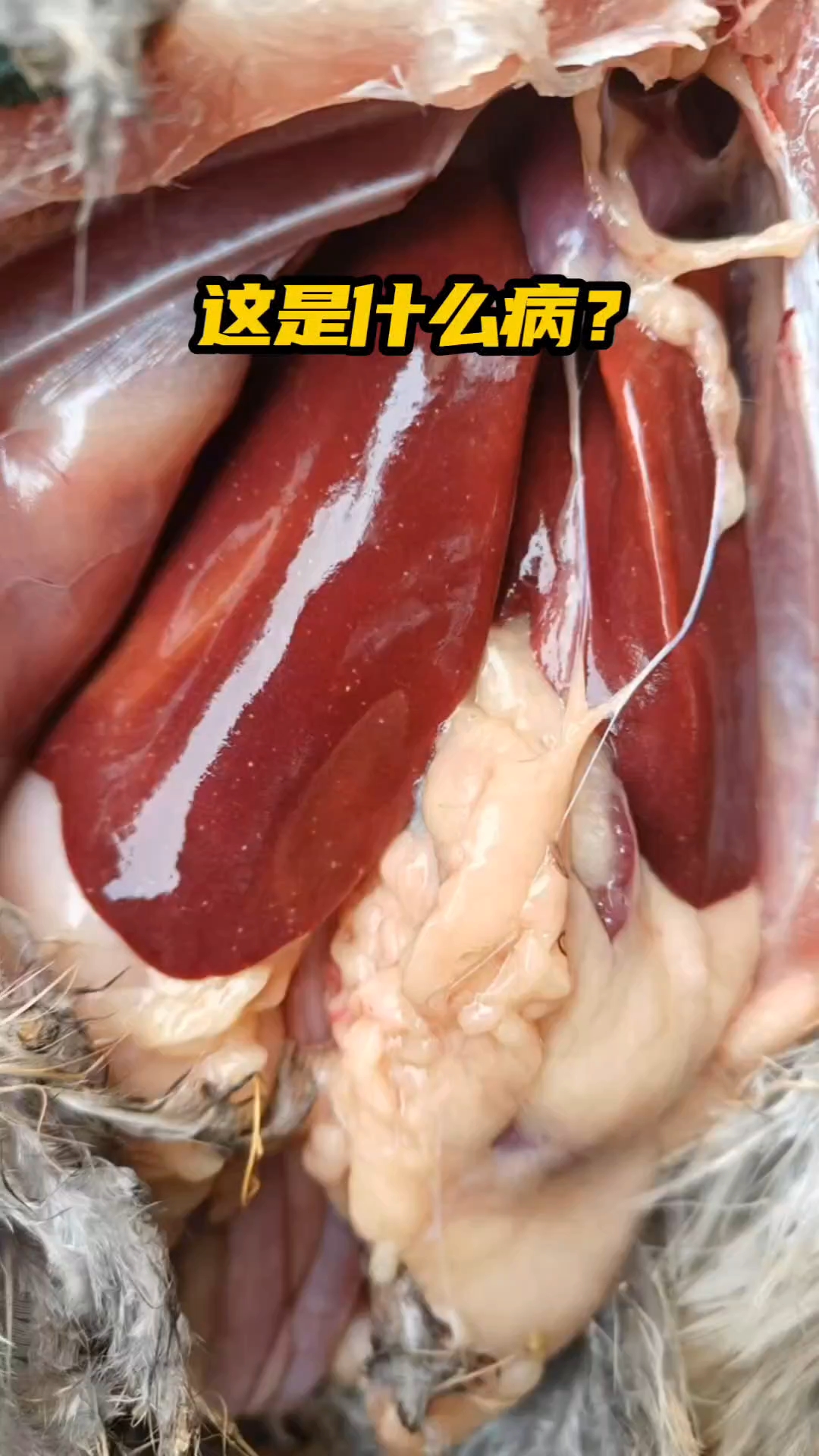 禽霍乱。脂肪肝。大肠杆菌，盲肠球虫等疾病