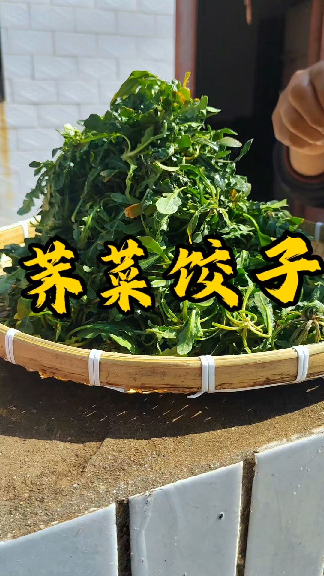 春天是吃野菜的季节  今天吃个荠菜饺子  美的很!