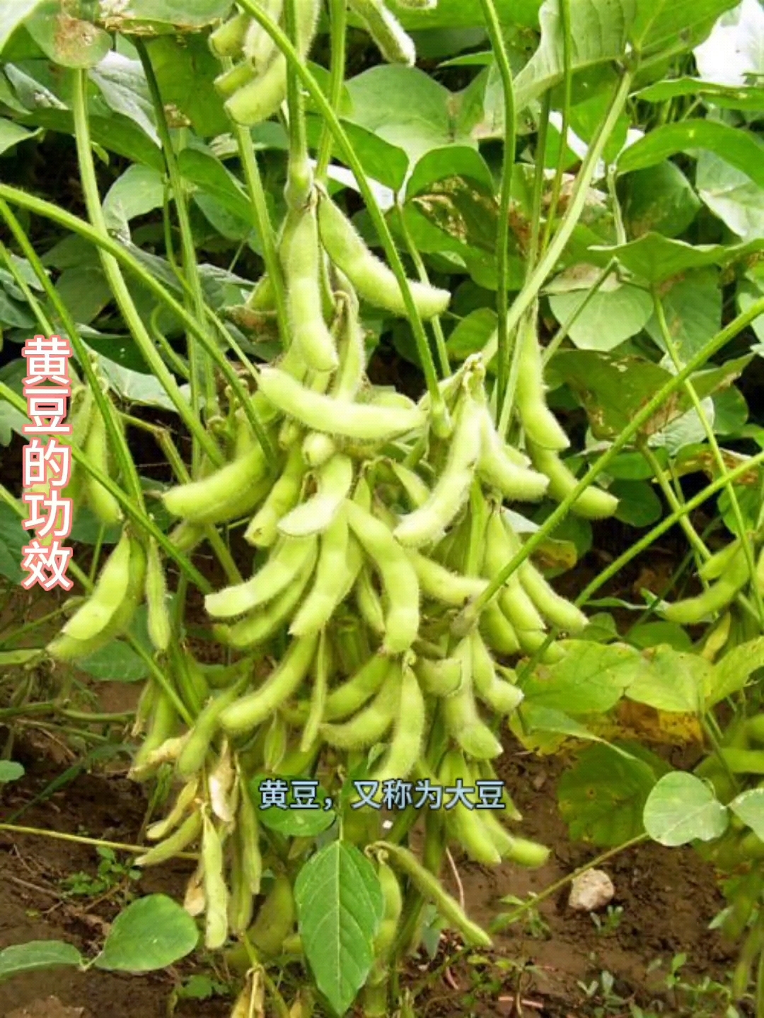 黄豆的功效,每日一种,第2种#养生健康#详解
