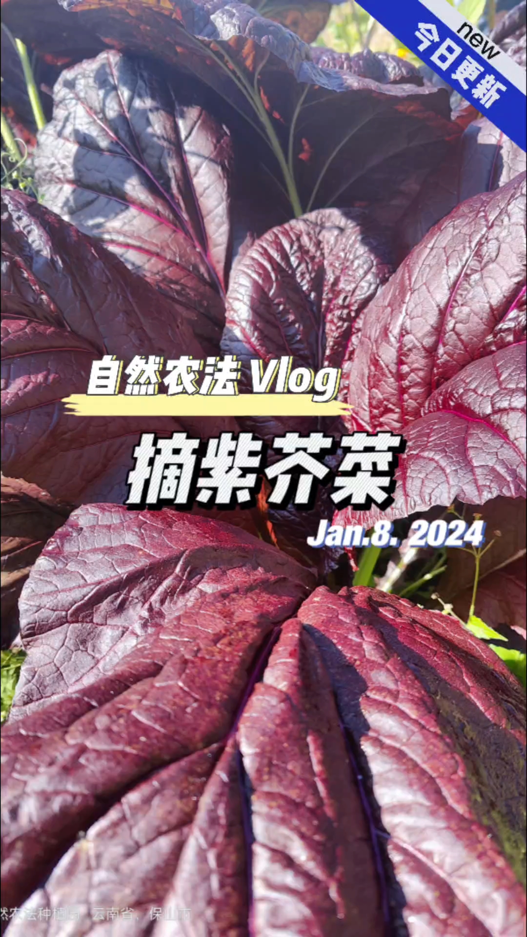 美得不像话,紫色的青菜,除了漂亮,成长期更慢,鲜叶期更长。