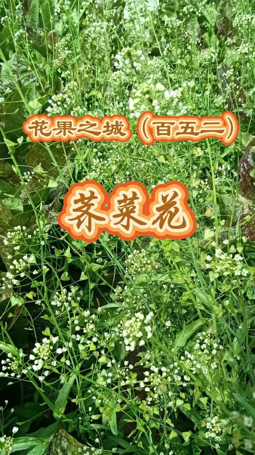花果之城(百五二)荠菜花