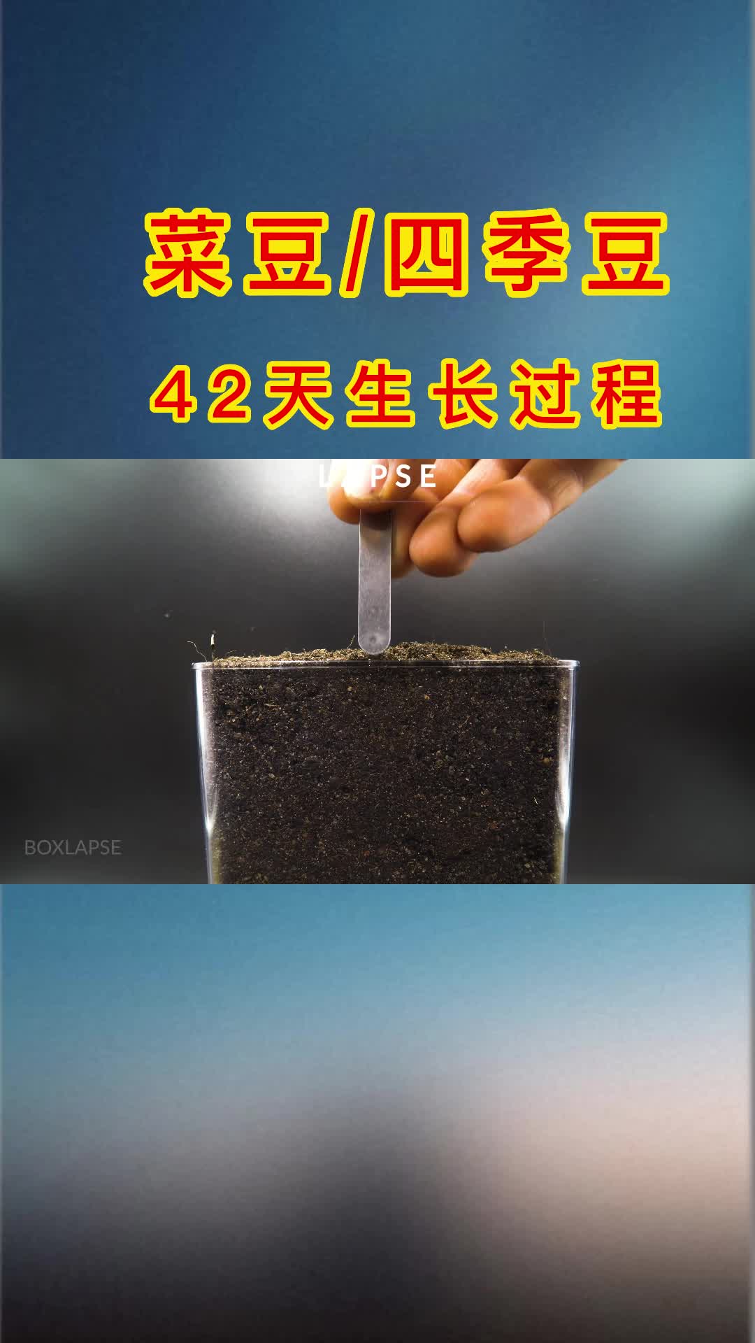 42天四季豆生长全过程