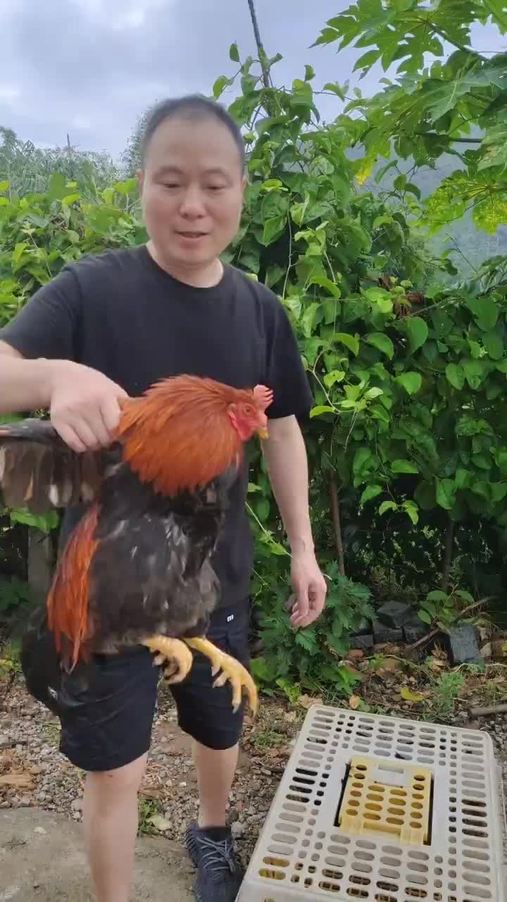 阉鸡、线鸡傻傻分不清