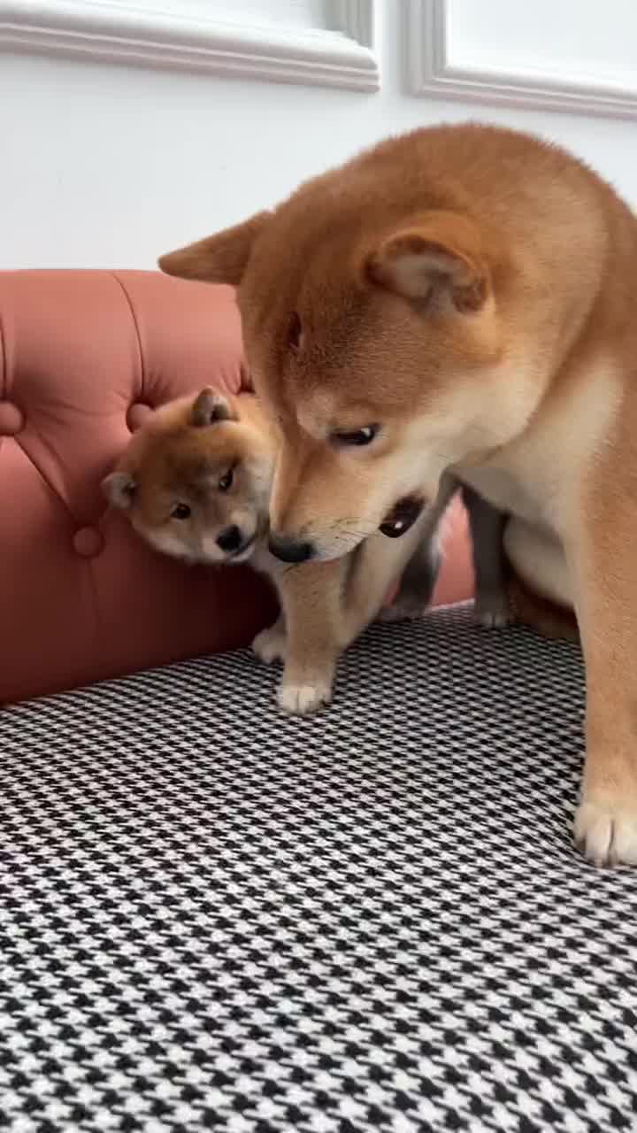 柴犬奇怪的叫声