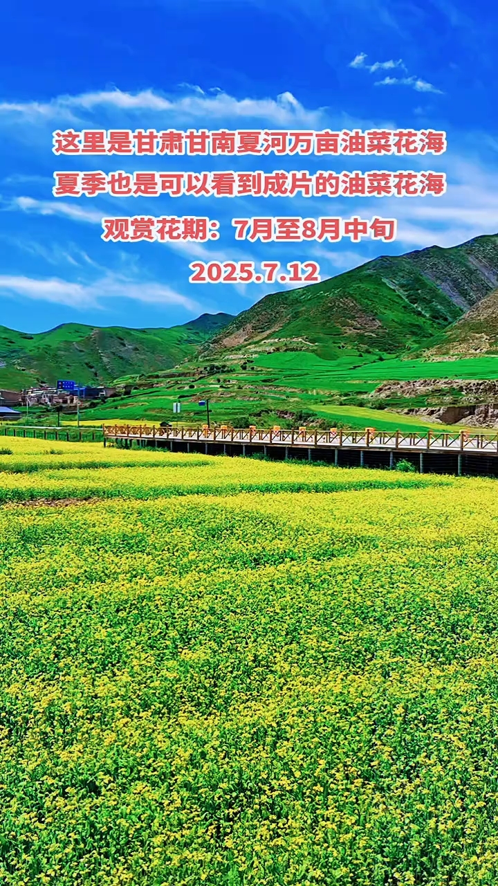 这里是甘肃甘南草原夏河县万亩油菜花海!旅游观花期在7月至8月