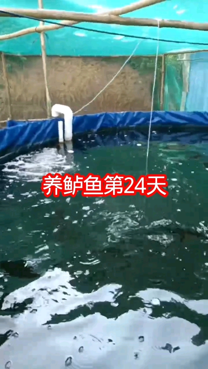 #鲈鱼 养鲈鱼第24天,鲈鱼苗大了不少,水还是很清澈#循环水养殖