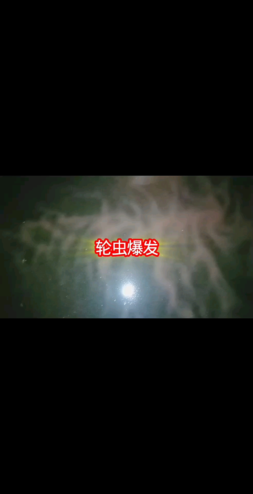 #水花 #轮虫 天气放晴，高温，轮虫爆发#鲈鱼苗