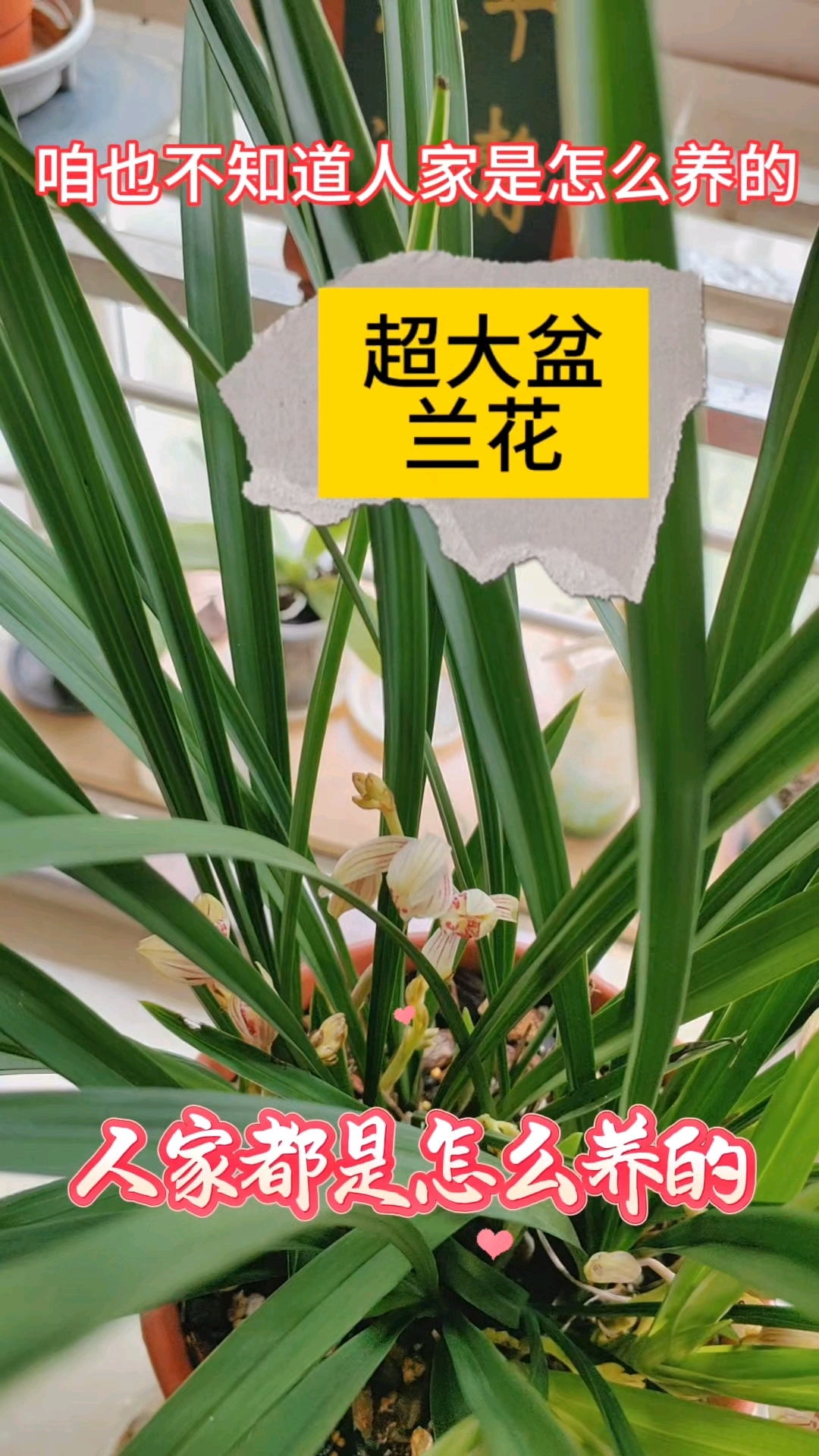 买了盆超大兰花,咱也不知道人家是怎么养的
