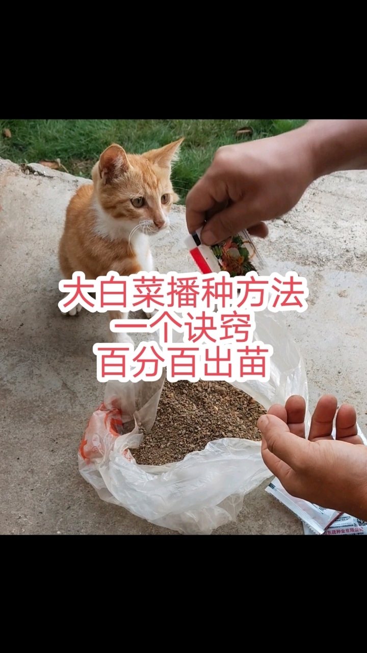 大白菜播种方法,一个诀窍,百分百出苗