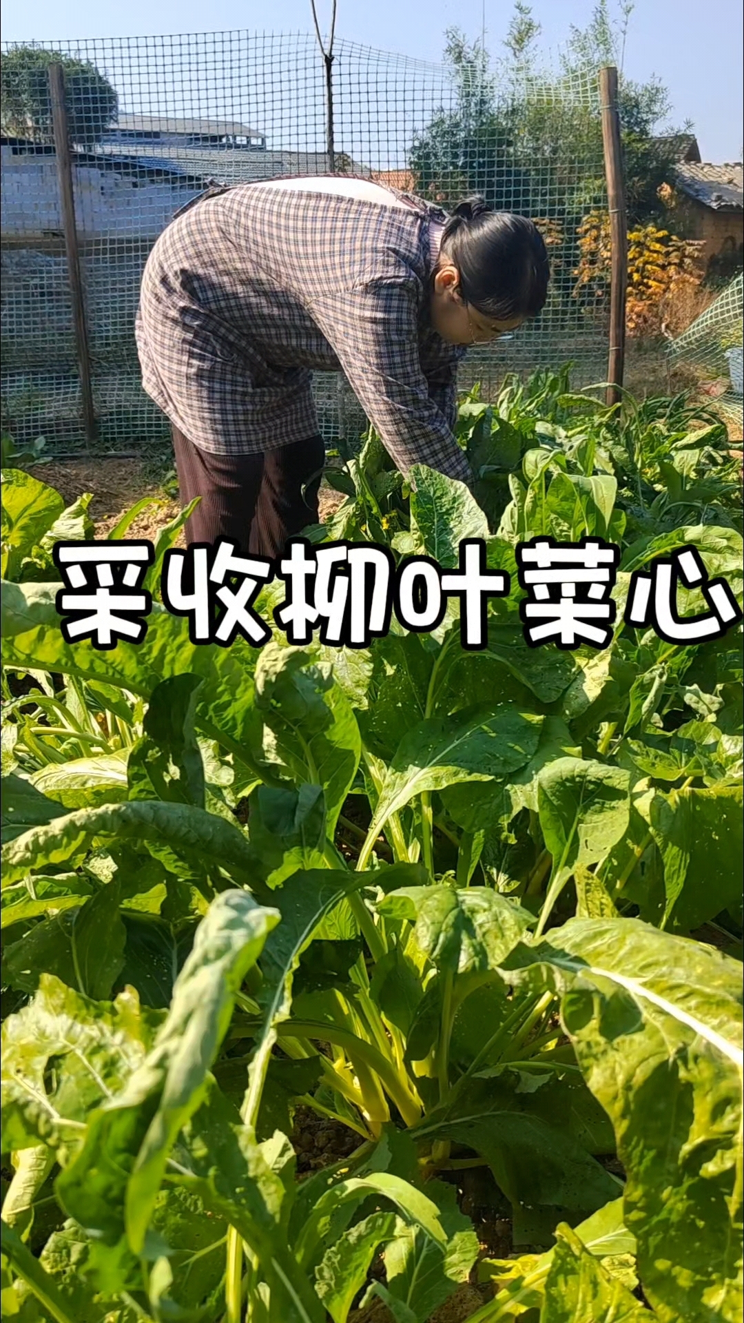 分享视频