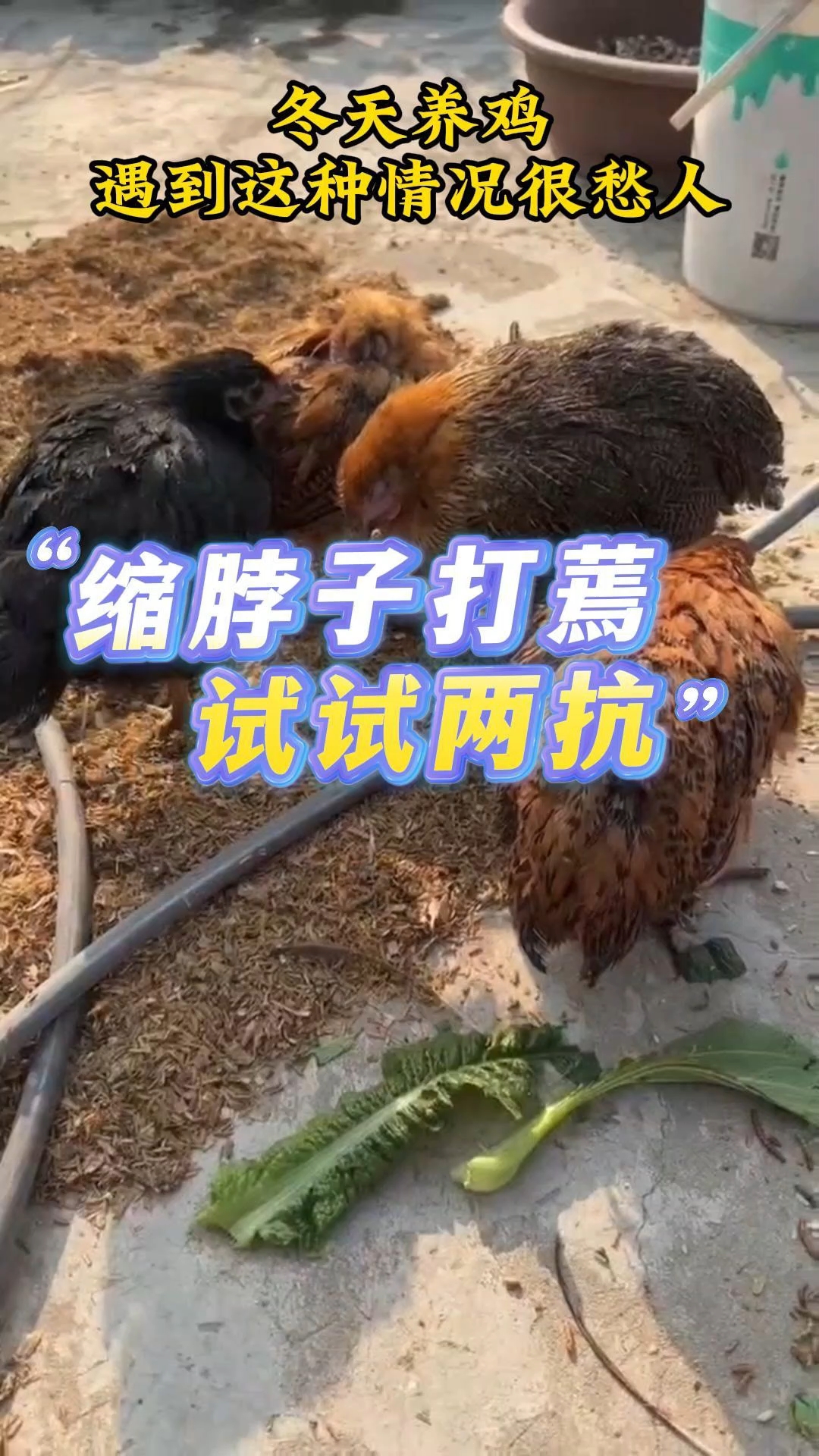 冬天养鸡遇到翅膀下垂不精神的,千万别拖,不懂的可以来问我