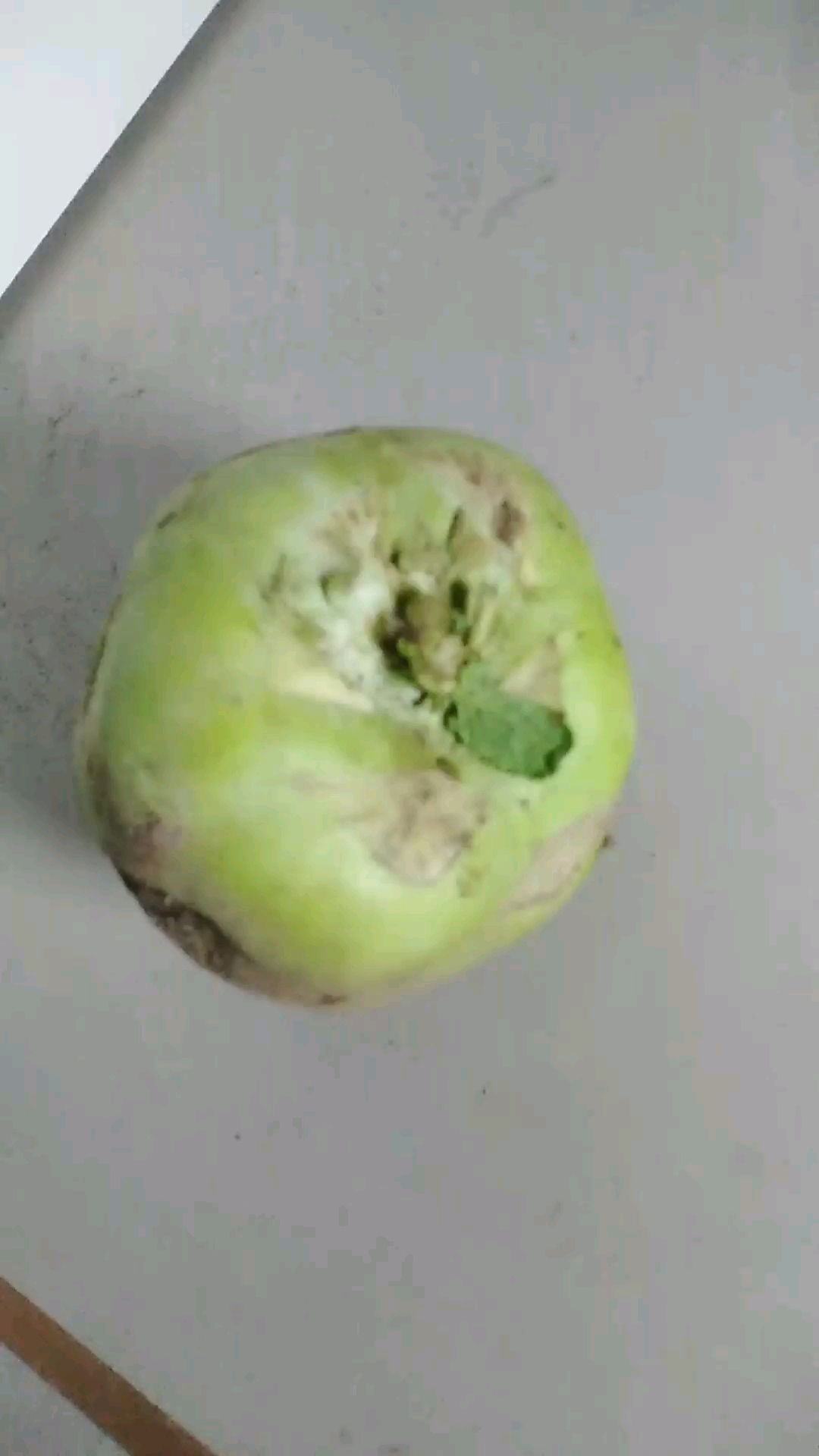 疙瘩头菜