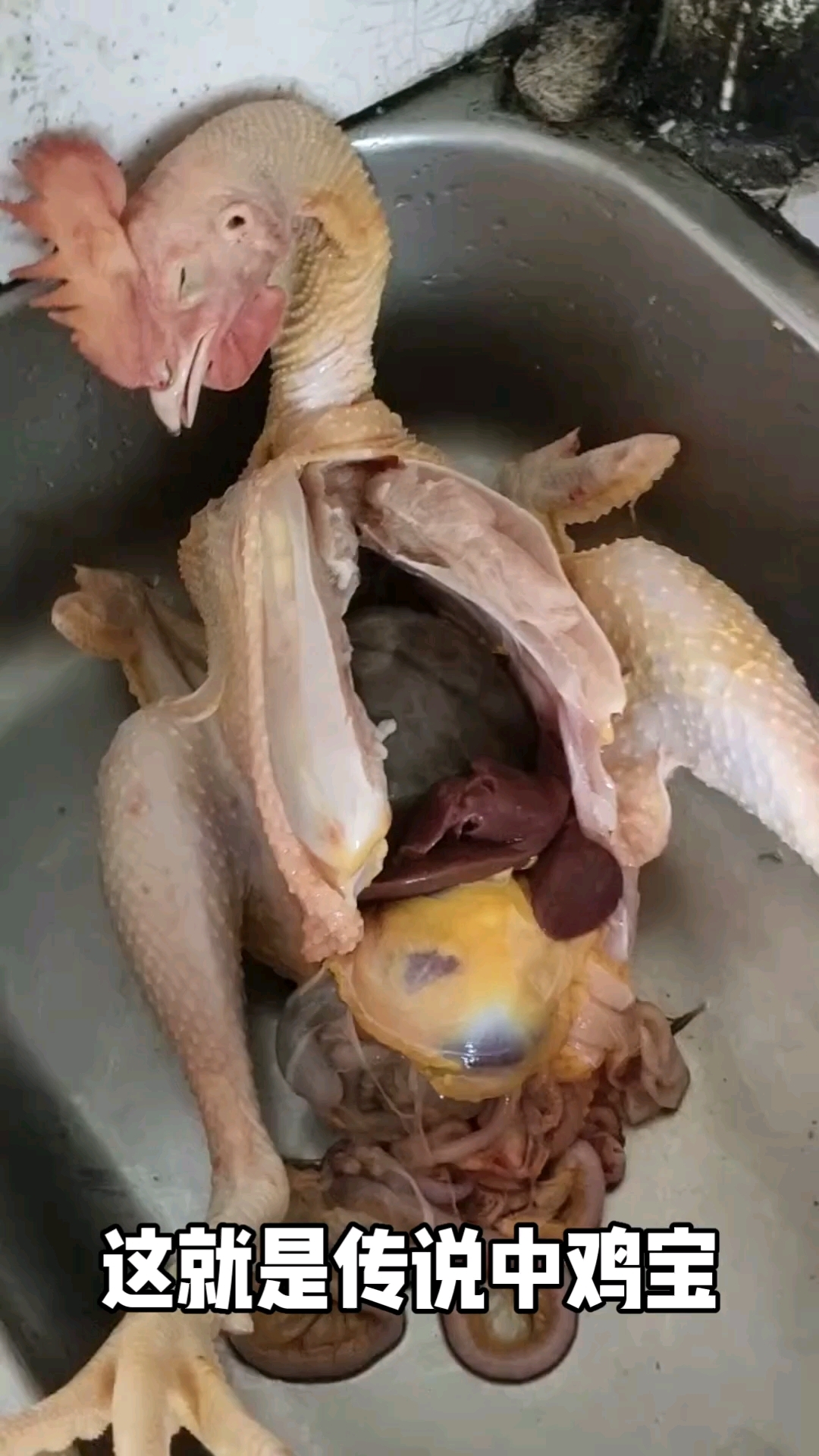 牛宝那么值钱,我这个鸡宝是不是也很值钱呀