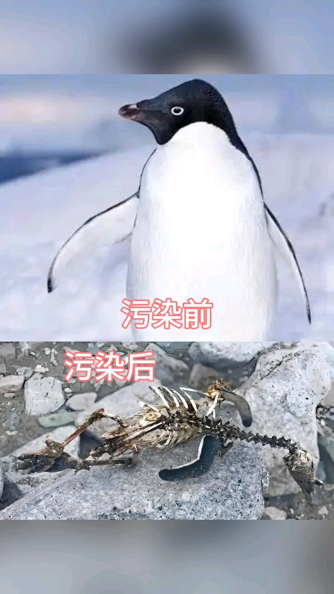 请关注被污染后死亡的企鹅