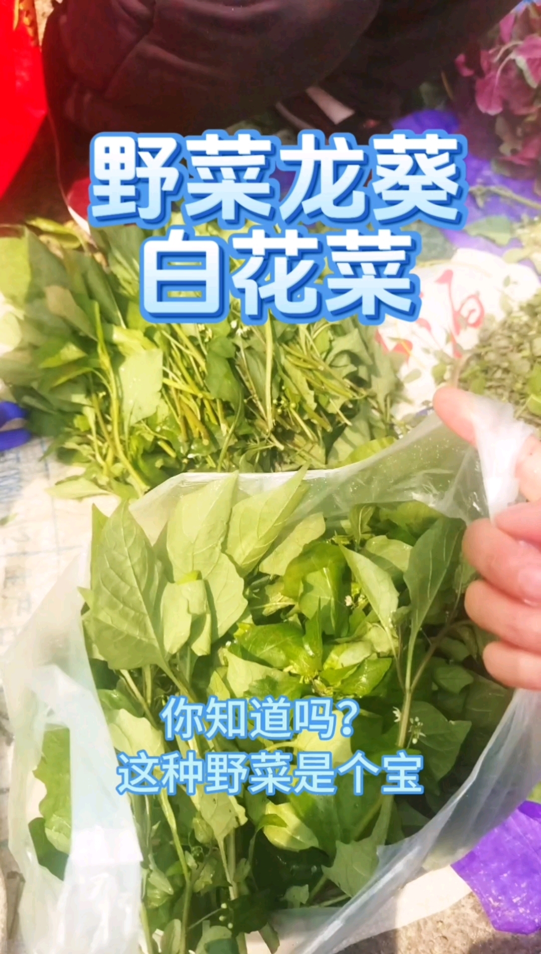春天野菜来当家,龙葵白花菜你吃过吗?开花时间吃正正好