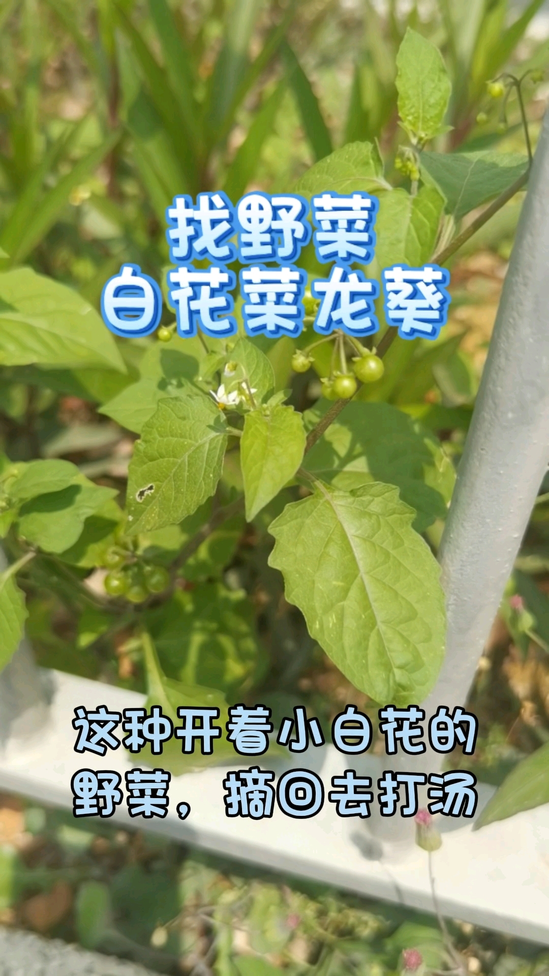 挖野菜了,龙葵又叫白花菜,不用上山,小区花园就能摘一大把