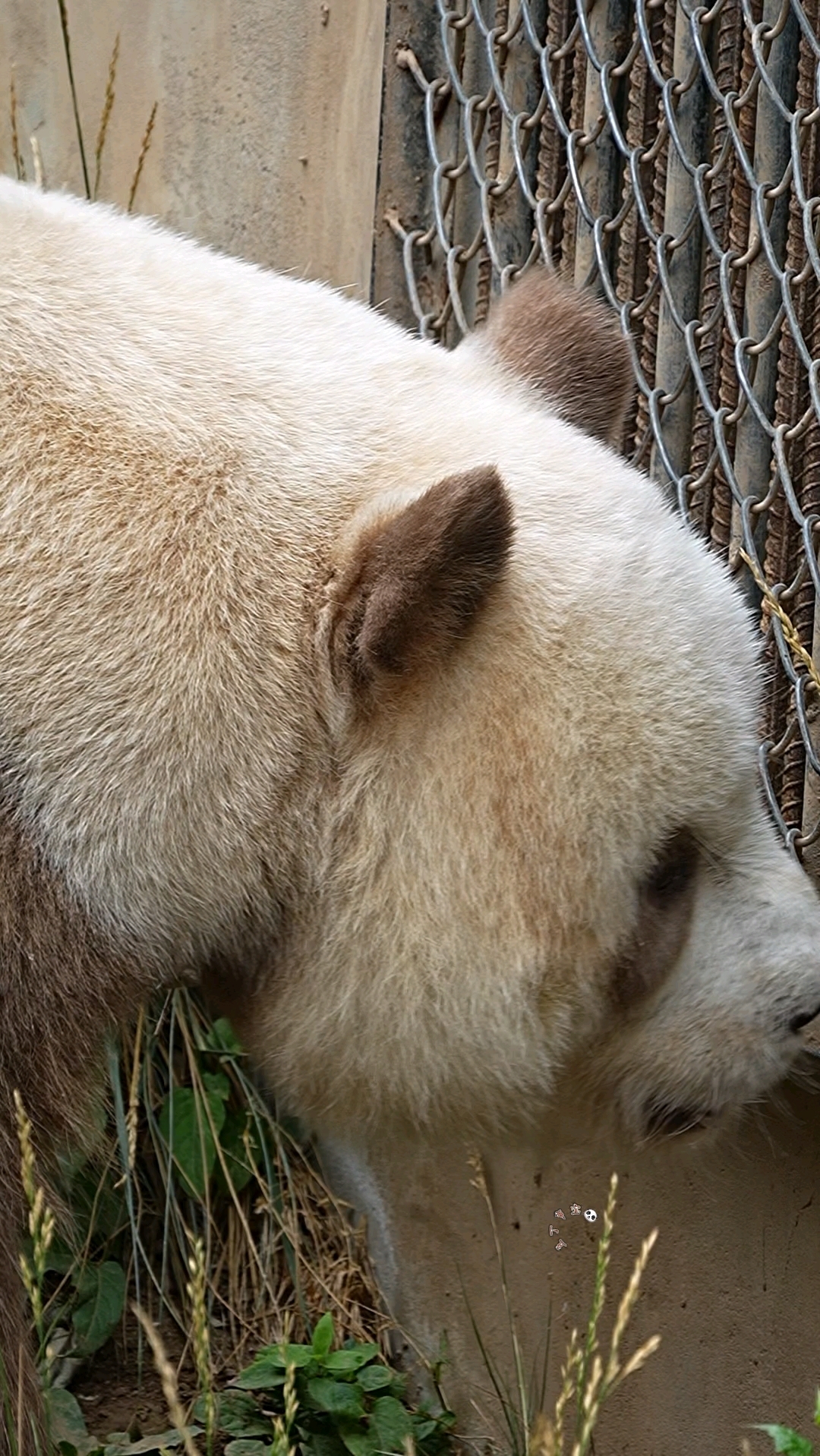 七仔奶声奶气咩咩叫着坐到小窗口等小熊友!棕色大熊猫七仔 