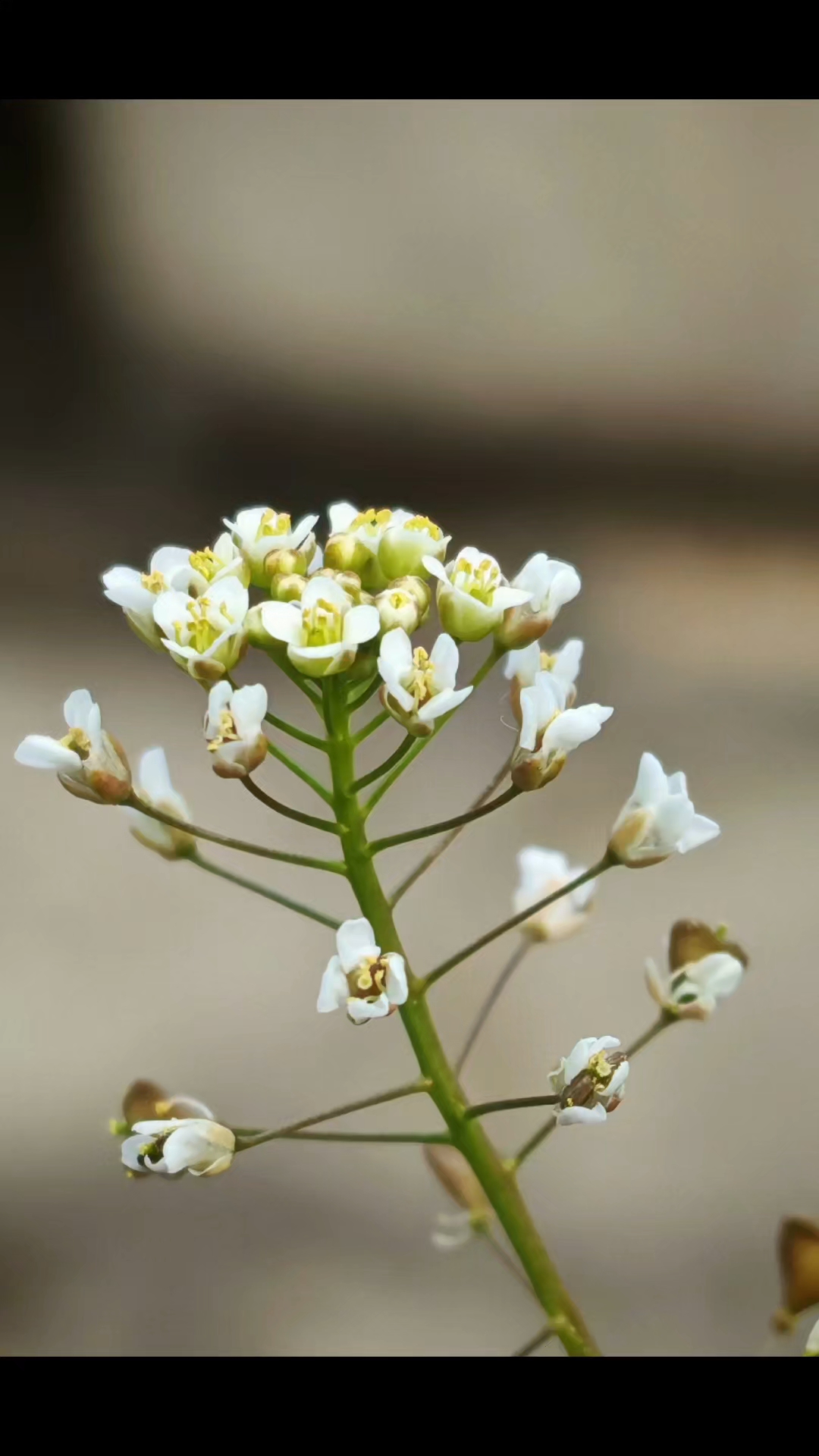 荠菜花、菜苔花、油菜花、多肉虹之玉,无不充满春天的味道。