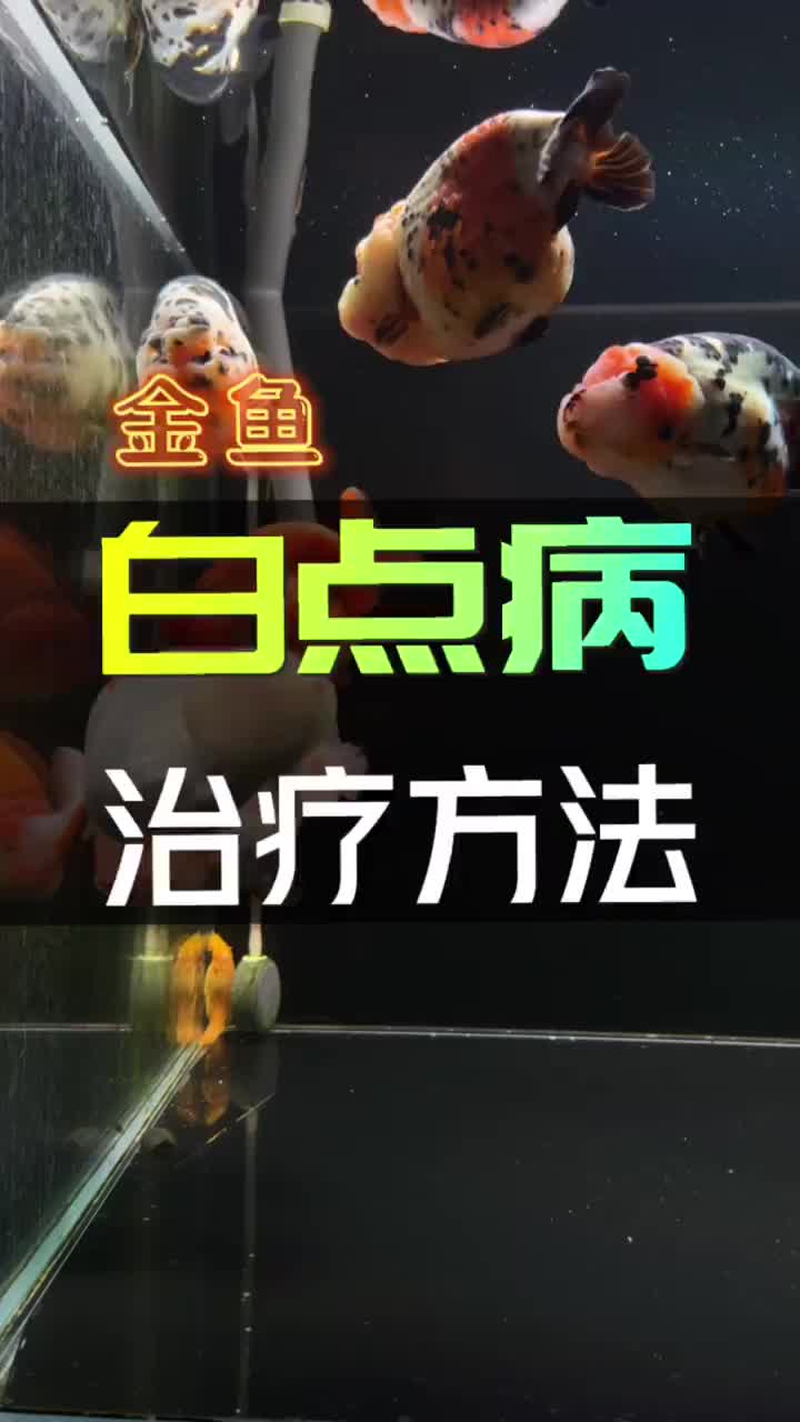 金鱼?白点病治疗方法(养金鱼必学)