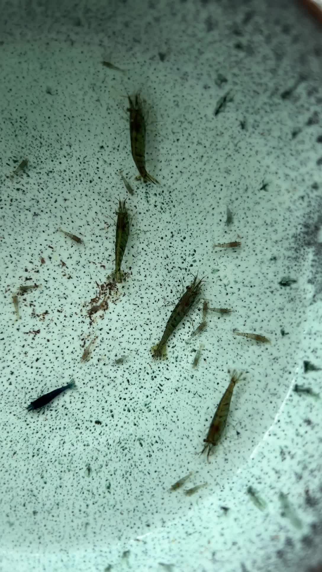 我的黑壳虾自然产卵自然孵化