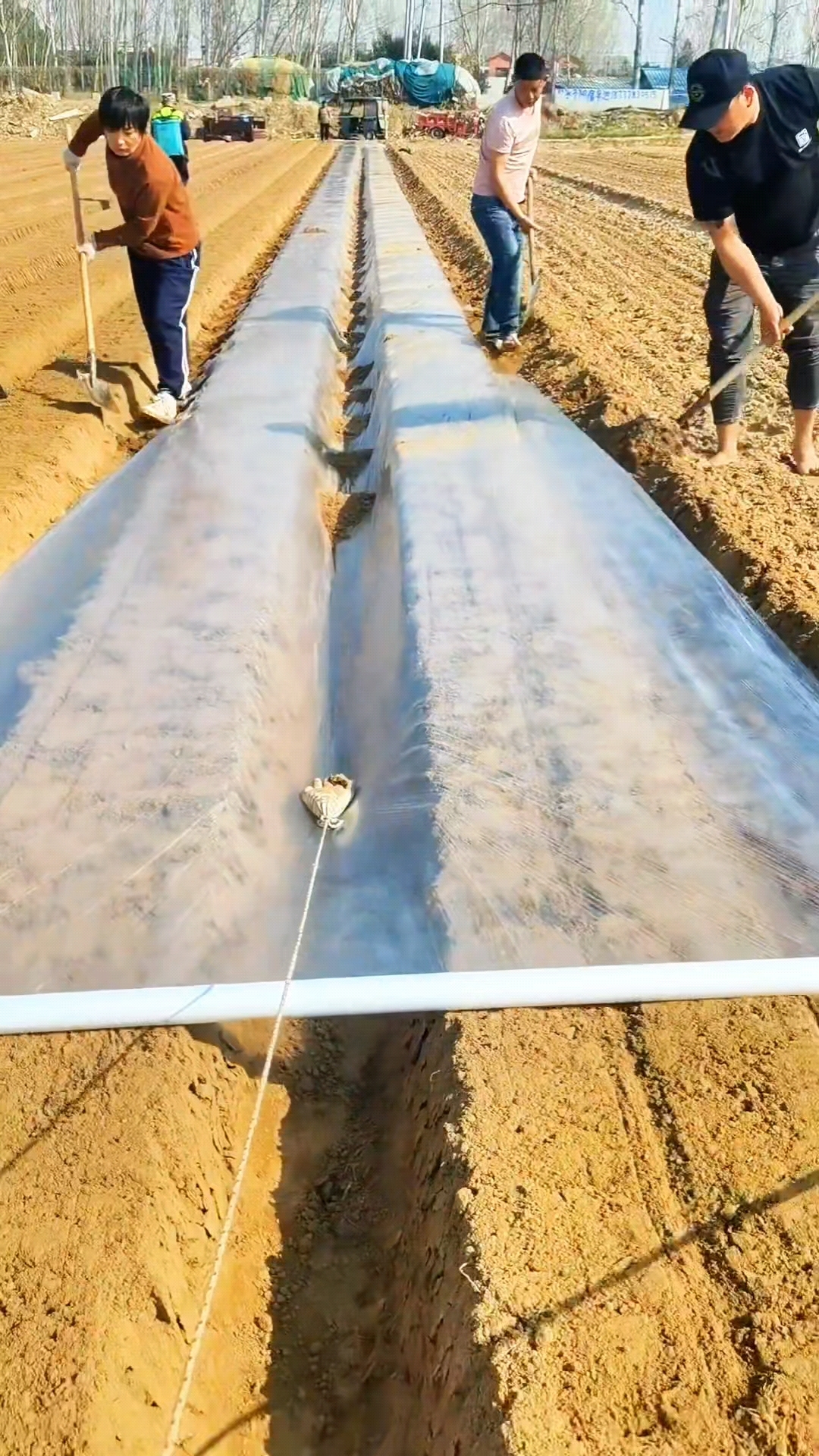 铺地膜新方法,一根绳子就搞定#农业种植#回家种地 #农业