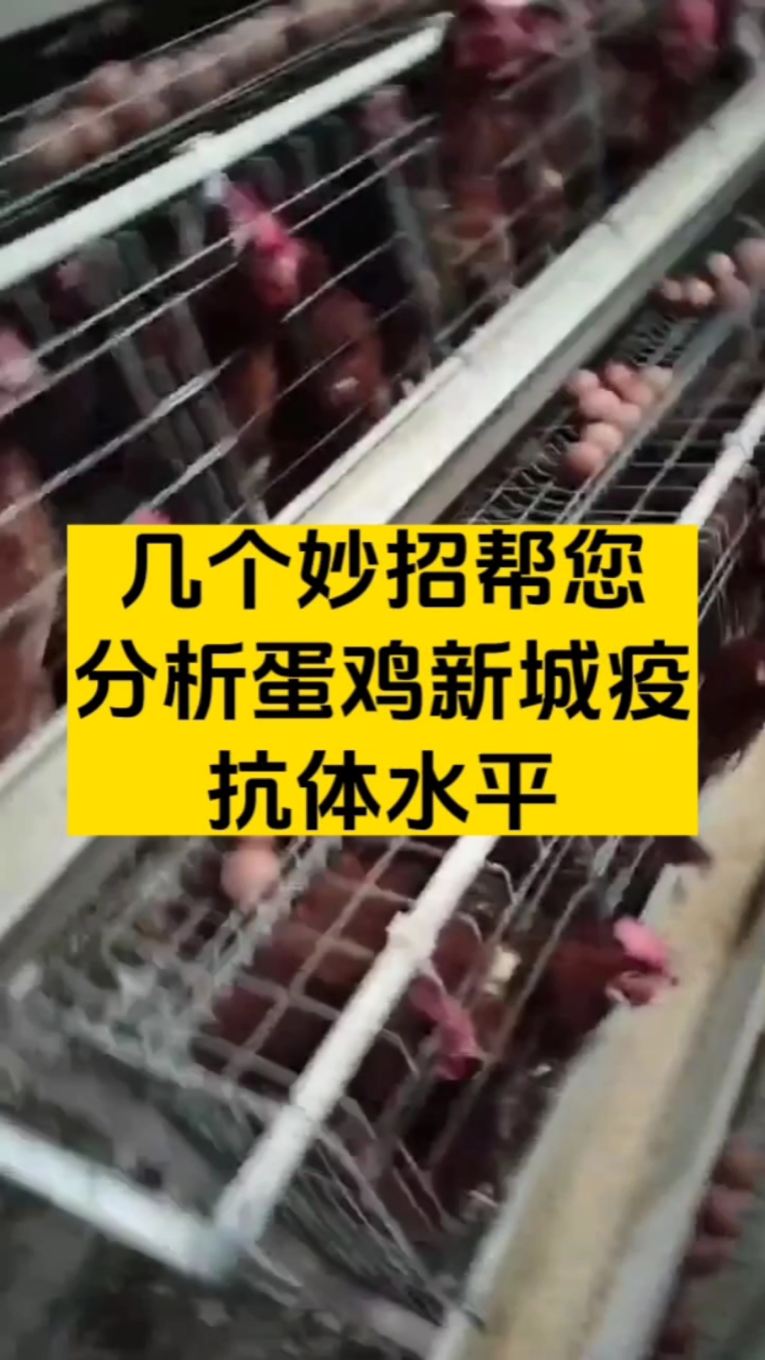 几个妙招分析新城疫抗体水平