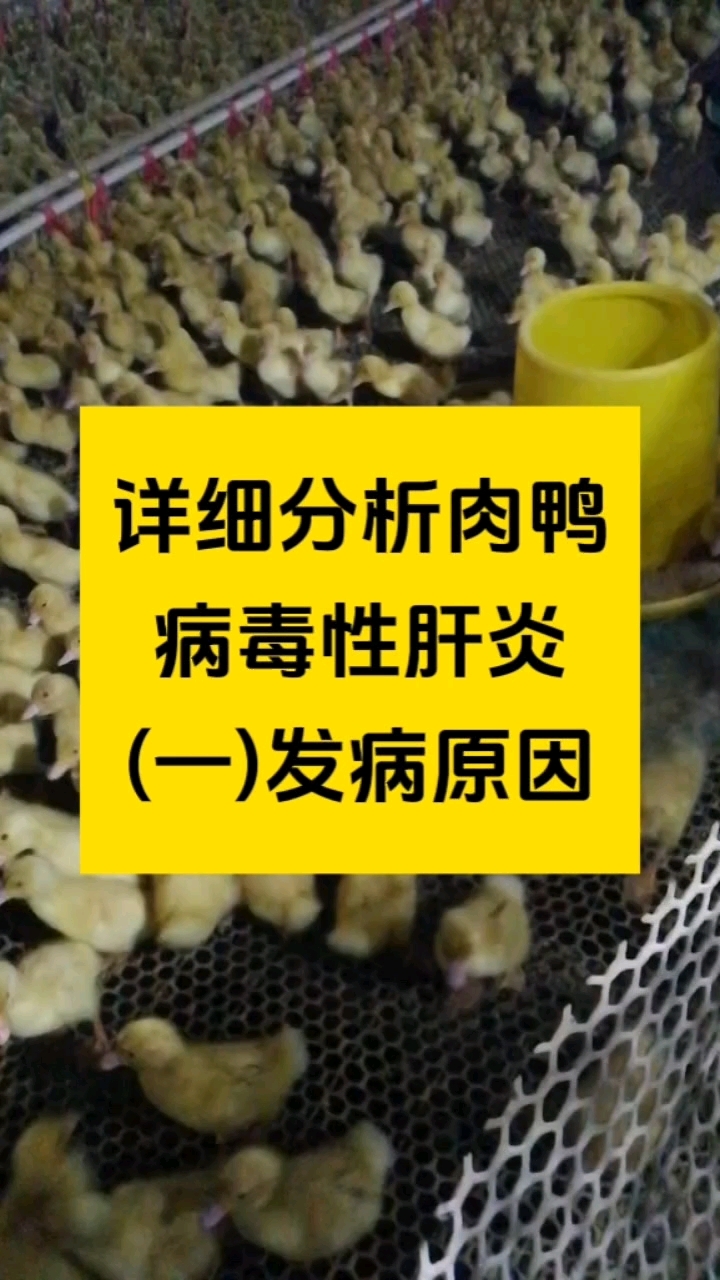 分享视频