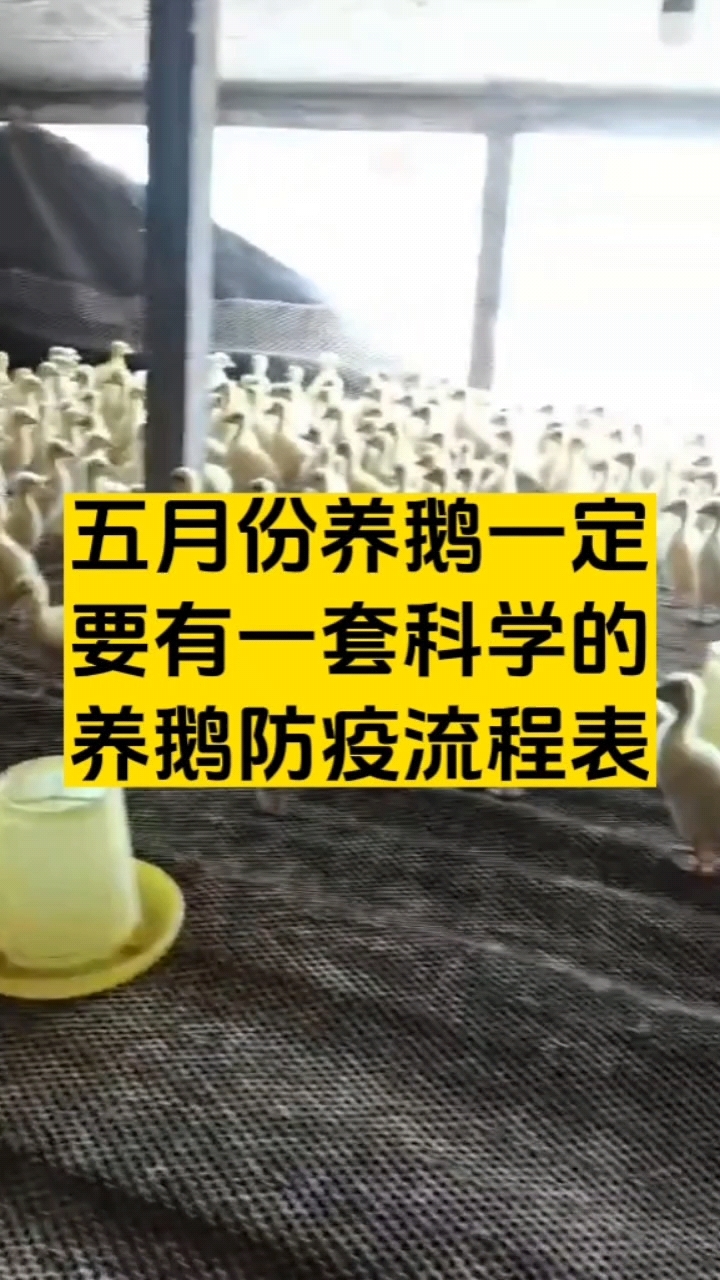 五月份养鹅一定要有一套科学的养鹅防疫流程
